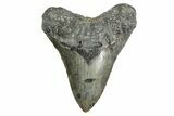 Fossil Megalodon Tooth - North Carolina #346327-1